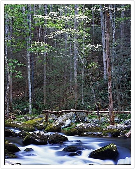 450672  A lone flowering dogwood along the middle prong of the little river